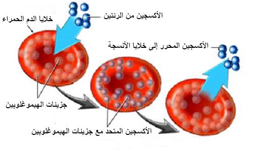 الملخص دور الدم في التنقل